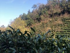 -十八棵（老龙井）御茶园(老龙井店)