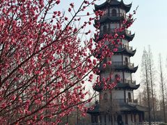 -桃花岛公园