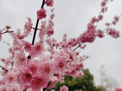 -昆山城市生态森林公园