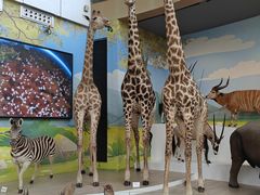 -陕西自然博物馆