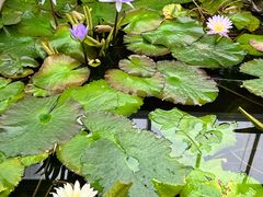 -国家植物园南园