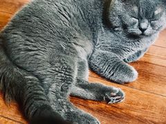 -Meowの猫咖(万家丽店)