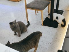 -喵园·猫主题咖啡厅·撸猫·猫咖(国贸店)
