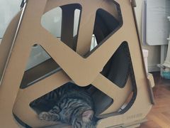 -申普宠物医院·心脏介入·心血管微创(总院)