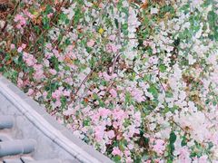 -深圳国际园林花卉博览园