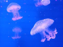 -福州罗源湾海洋世界旅游区