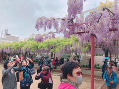 -嘉定紫藤园