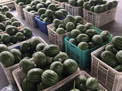 -庞各庄翠芳园西瓜蔬菜基地采摘园