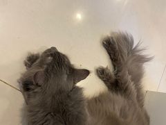 -平行世界·猫咖(首经贸店)