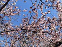 -桃花堤公园