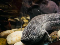 -上海海洋水族馆