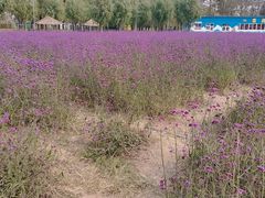 -北戴河集发农业梦想王国