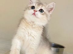 -lincat·猫舍(广州店)
