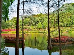 -深圳仙湖植物园