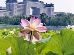 -莲花池公园
