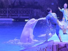 -芜湖新华联大白鲸海洋公园