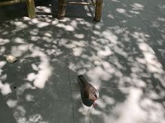 -香园自助小火锅