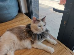 -啵啵喵·猫咖(攀华国际店)
