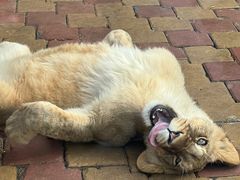 -大连森林动物园