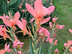 -桤木河湿地公园