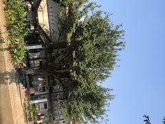 -喜洲吧·江畔老船厂·庭院餐厅(喜临院店)