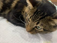 -爱侣宠医·鹦鹉专科·小型哺乳类·异宠专科(灵石路店)