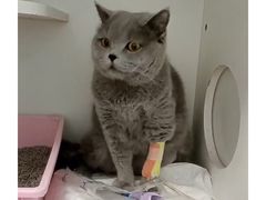 -北京观赏动物医院·24小时大型综合·猫专科·异宠专科