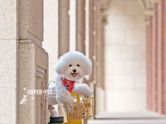 -超宠爱宠物摄影-Super pet