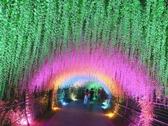-大塘金香草谷