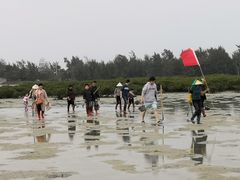 -红树林天天赶海