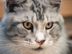 -猫在这儿猫咪咖啡馆·撸猫馆