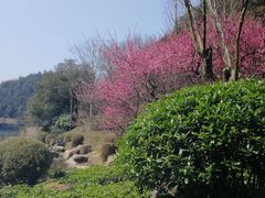 -桃花岭景区