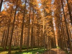 -黄海国家森林公园