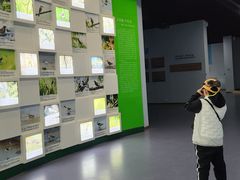-盐城丹顶鹤湿地生态旅游区