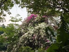 -深圳国际园林花卉博览园