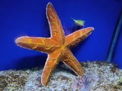 -海合安青岛极地海洋公园