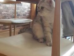 -喵园·猫主题咖啡厅·撸猫·猫咖(国贸店)