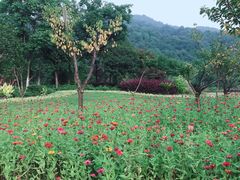 -午潮山国家森林公园
