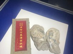 -贝壳王国博物馆