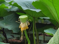 -长春市南湖公园