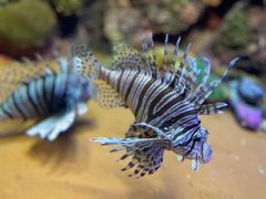 -上海海洋水族馆