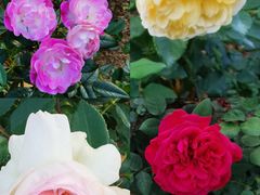 -人民公园(罗湖区)