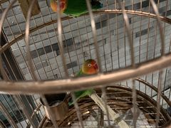 -小厨娘淮扬菜(六合欢乐港店)