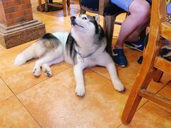 -more than meow吴止猫主题餐厅(承德 中船汇店)