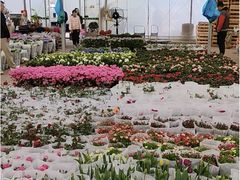 -龙大花卉苗木市场