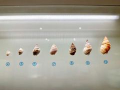 -青岛贝壳博物馆