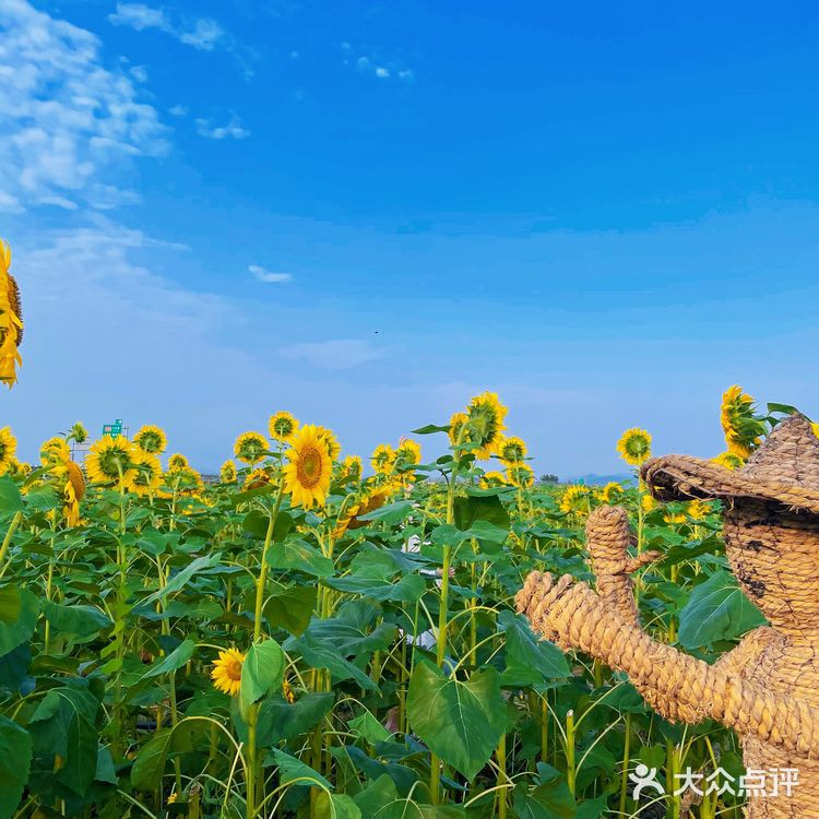 比姚明高的向日葵🌻花海