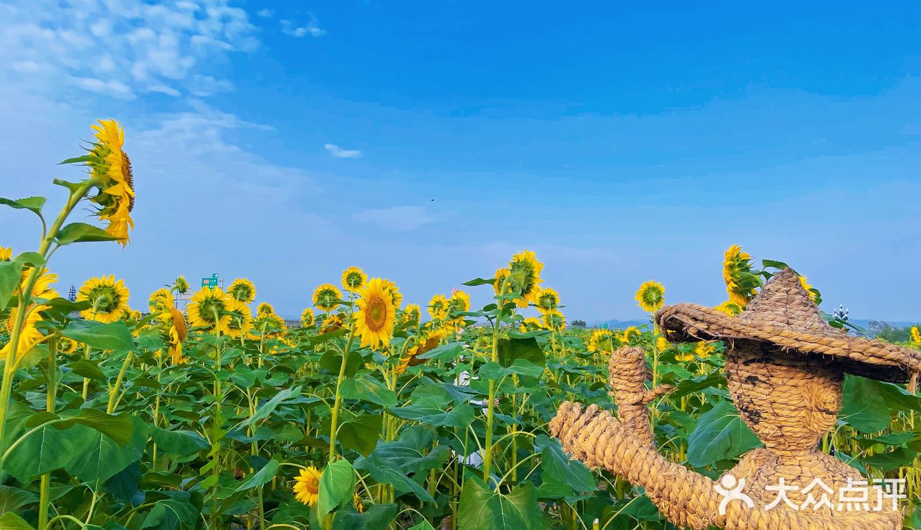 比姚明高的向日葵🌻花海