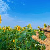 比姚明高的向日葵🌻花海