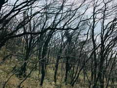 -苏州上方山国家森林公园